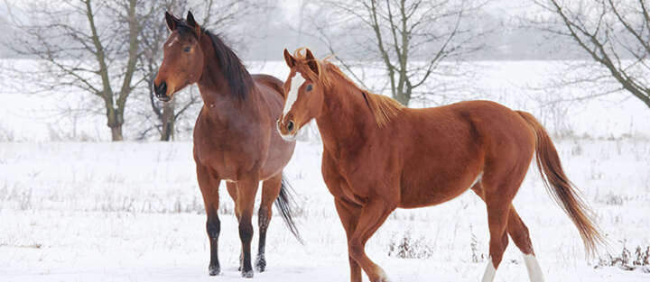 zwei Pferde im Schnee 1700x740